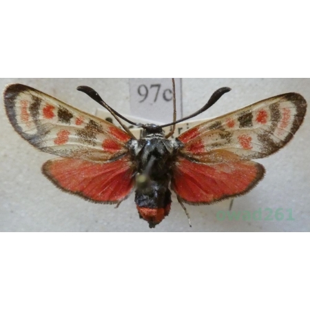 Zygaena carniolica amoena Staudinger, 1887 Kraśnik rzęsinowiec Austria97c